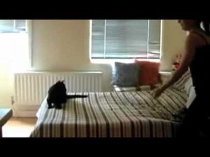 Lustige Katzen Videos zum totlachen 2