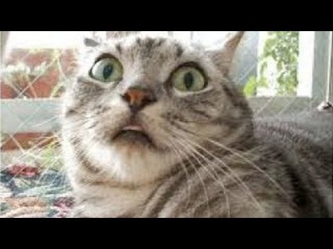 Lustige Katzen Compilation 2014 [Neue HD]