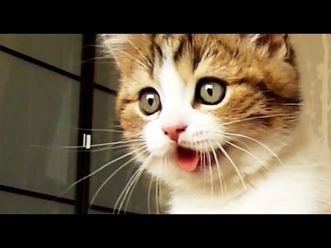 Top Funny Cats and Kittens Playing, Dancing Epic Compilation